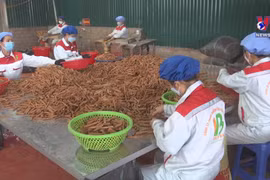 Vietnam becomes world’s biggest cinnamon exporter