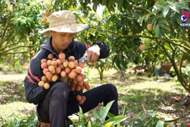 Lychee harvest in Central Highlands a success