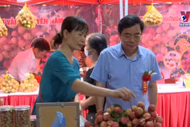 Hung Yen’s early-ripening hybrid lychees entering harvest season