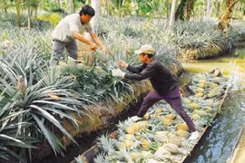 Kien Giang invests efforts in conserving rare genetic resources
