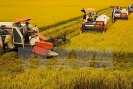 Vietnam aims to reduce greenhouse gas emissions in rice sector