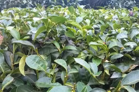 Tea exports see bright spot in January-February