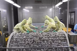 Vietnam’s shrimp export rises slightly in 9 months 