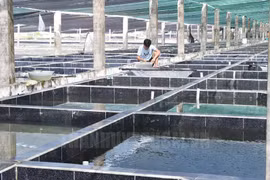 Ho Chi Minh City aims to promote hi-tech use in agriculture cooperatives