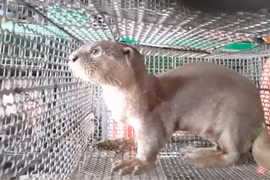 Risky human-animal interaction can lead to serious disease outbreaks: WWF report