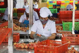 Hai Duong: Over half of estimated lychee output sold before main-crop harvest