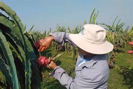 Binh Thuan province enhances dragon fruit exports