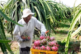 Tien Giang develops dragon fruit growing area for export 
