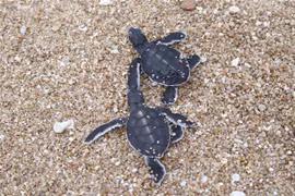 Ninh Thuan promotes sustainable development in Nui Chua national park marine protected area 