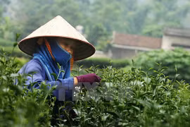 Thai Nguyen tea strives to access global market