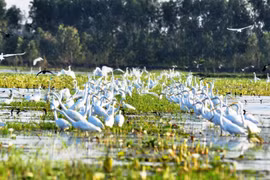 Photo contest on conservation, sustainable use of wetlands calls for entries