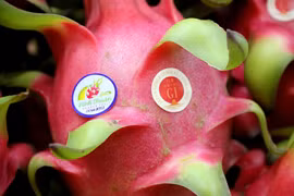 Binh Thuan strives to optimise protected GI of dragon fruit in Japan 