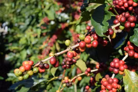 Germany becomes biggest market for Vietnamese coffee 