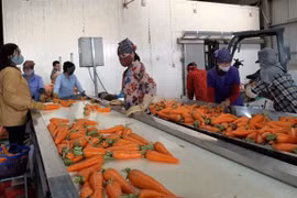 Efforts made to promote sale of crops in virus-hit provinces