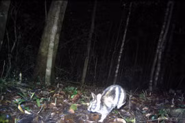 Rare striped rabbits discovered in Central Highlands