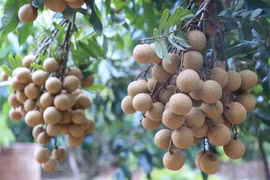 First co-operative in Hung Yen to ship longan to Europe