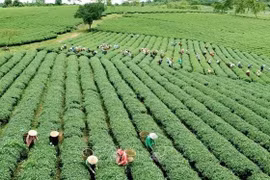 Vietnamese agriculture seeks ways to adapt to new context
