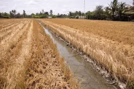 PM orders proactive response to saline intrusion, water shortage in Mekong Delta