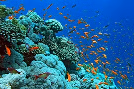 Efforts to revive and protect coral reef ecosystems in Ha Long Bay