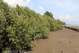 Kien Giang working hard to conserve forests, improve livelihoods of coastal residents