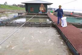 Long An targets at least 60,000 tonnes of aquaculture production