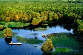 An Giang approves eco-tourism project in cajuput forest