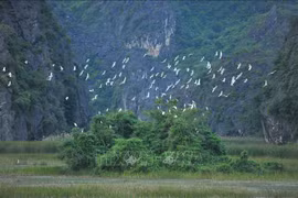 Vietnam responds to World Wetlands Day 