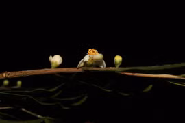 New species of plants found in Lam Dong province