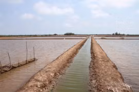 Bac Lieu province focuses on developing collective economy