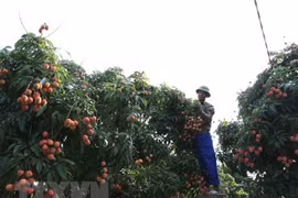 Thanh Ha lychees now available on Lazada