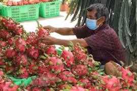 Potential grows for vegetable and fruit exports to US