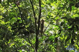 Binh Phuoc: Four wild animals released back to nature