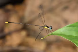 New damselfly species found in central Vietnam