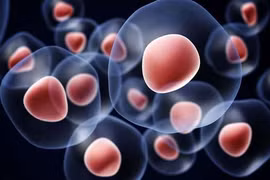 Vietnam, Italy talk use of stem cells in COVID-19 treatment 