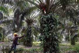Malaysia files WTO lawsuit against EU on palm-biofuel curbs
