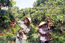 Conference to seek ways for boosting farm produce export to Japan