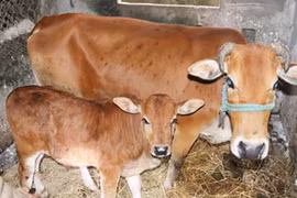 Laos could earn over 200 million USD from buffalo, cattle export this year