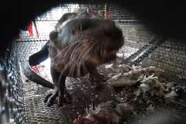 Wildlife trafficking in Vietnam remains complex: report 
