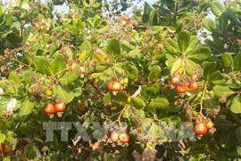 Vietnam enjoys export potential to Turkish market