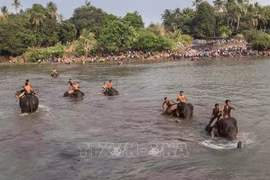 Dak Lak province to boost elephant-friendly tourism model