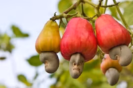 Vietnamese cashew nuts occupy nearly 90 percent of US market share 