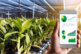 Vinh Phuc prioritises digital transformation in agriculture