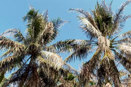Country’s largest coconut growing province manages to control imported pest