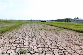 Mekong Delta region faces water shortages, saline intrusion