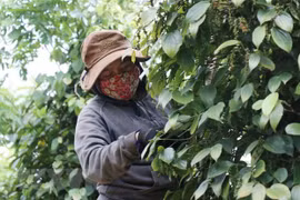 Pepper export revenue forecast to reach 1 bln USD this year