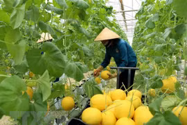 Australia helps Vietnam develop hi-tech agriculture