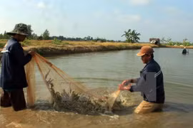 Ca Mau moves to expand world-standard shrimp farming