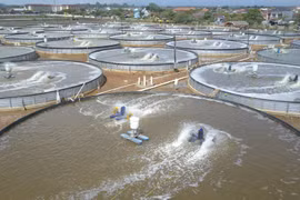 Indonesia's seafood exports see positive growth amidst COVID-19