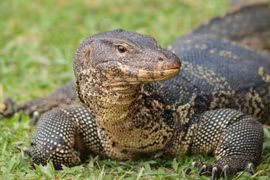 1-bln-VND fines imposed on violators of wildlife protection regulations 