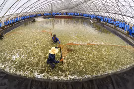 Vietnam, Australia look to beef up agriculture cooperation 